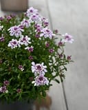 Pink Ice Candytuft with clusters of pale pink and white flowers in a container