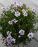 Pink Ice Candytuft with clusters of pale pink flowers and dark green foliage in a container