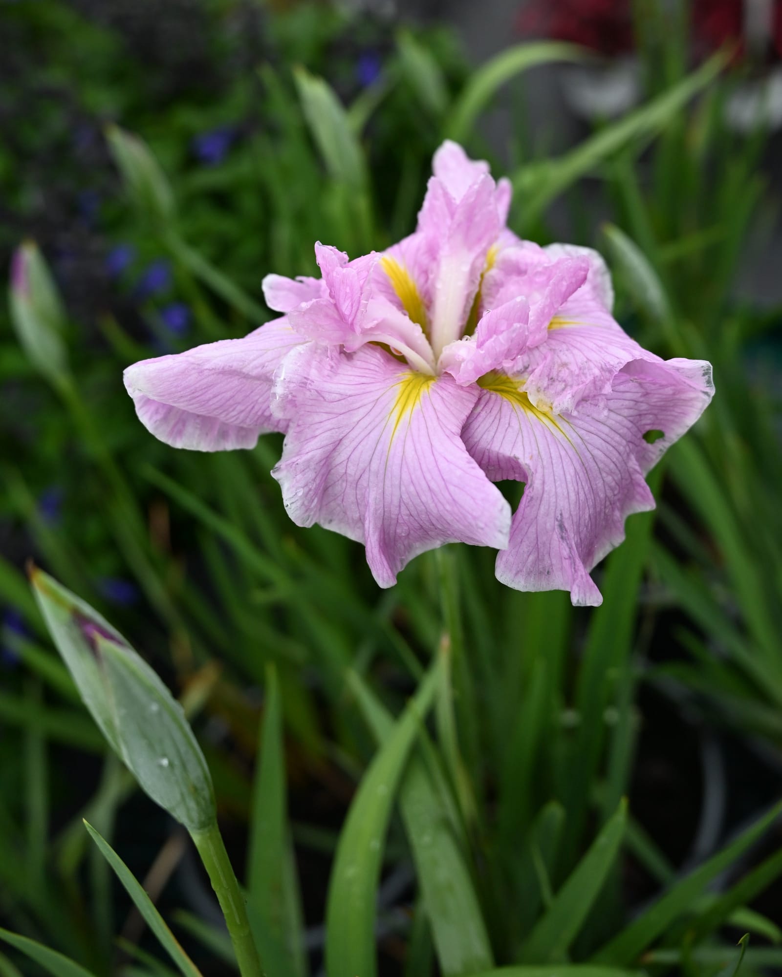 Pinkerton Iris pink ruffled flower Pinkerton Iris with ruffled pink petals and yellow markings among green foliage