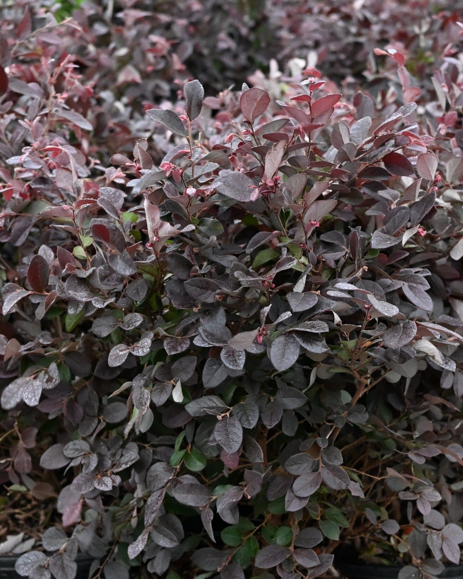 Plum Delight Loropetalum