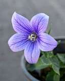 Pop Star Blue Balloon Flower with a lavender bloom and dark purple veining in a container