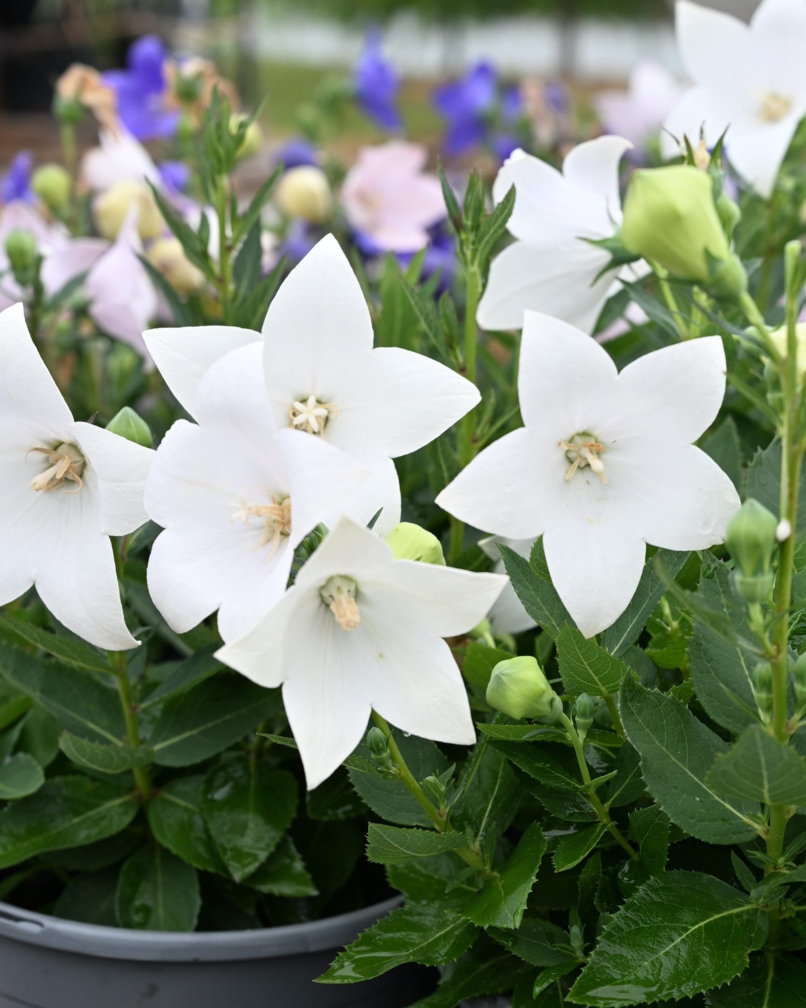 Pop Star White Balloon Flower white blooms Pop Star White Balloon Flower with white star-shaped blooms and green balloon-like buds in a nursery container