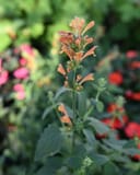 Poquito Orange Agastache with peach-orange flower spikes and green foliage in a garden setting