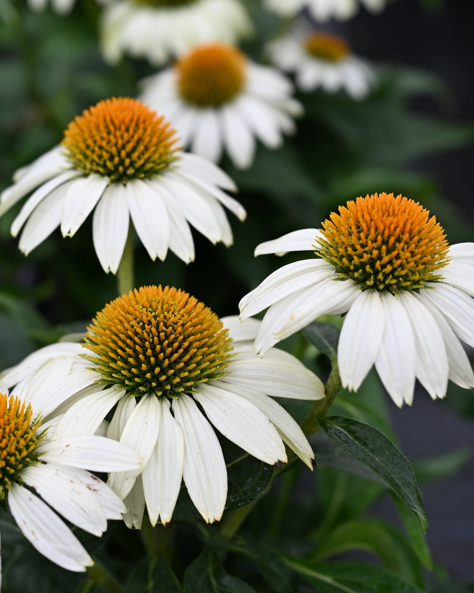 PowWow White Coneflower white petals PowWow White Coneflower with white petals and orange cone-shaped centers