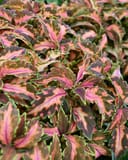 Premium Sun Coral Candy Coleus with pink, green and burgundy foliage filling a nursery container