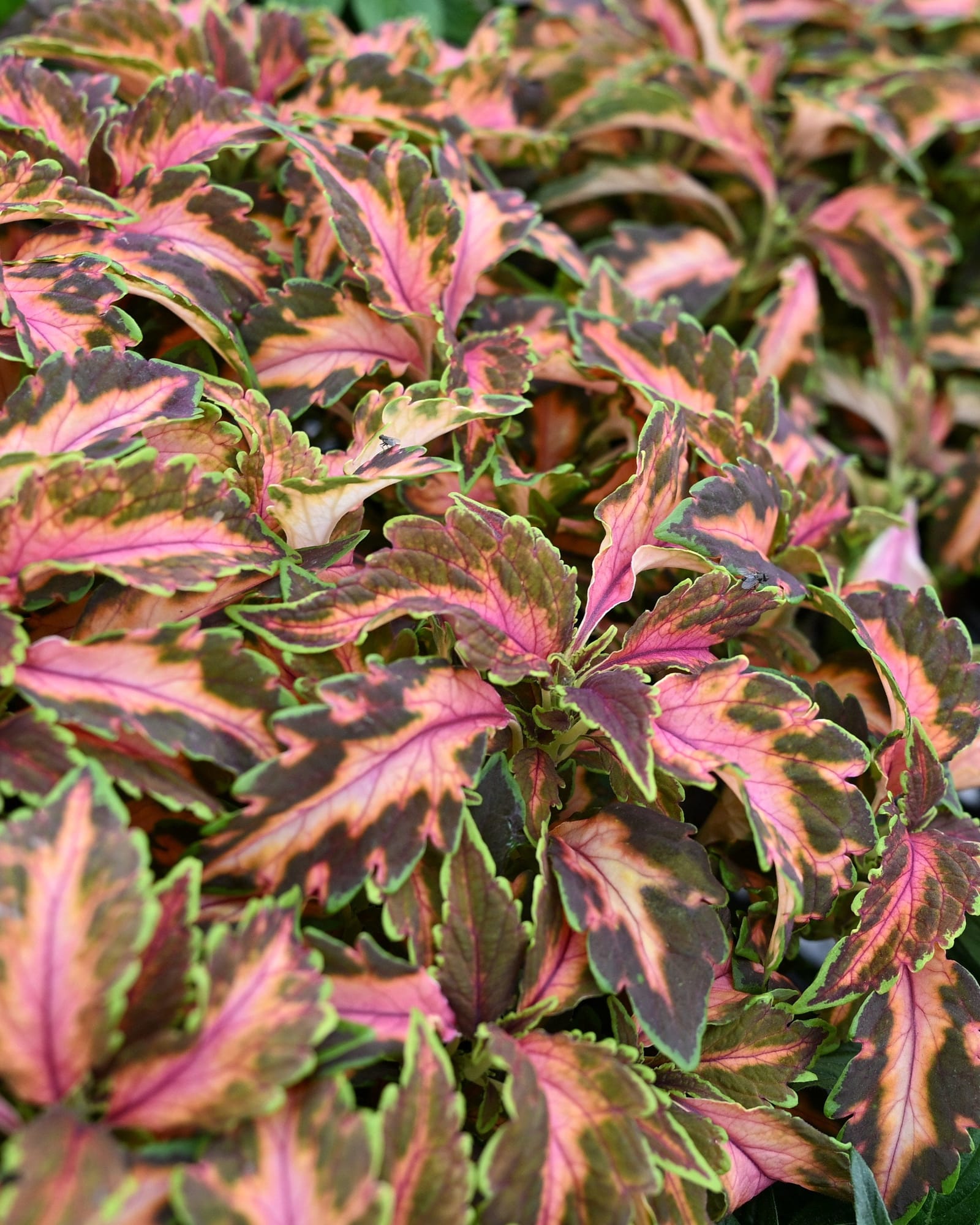 Premium Sun Coral Candy Coleus pink foliage Premium Sun Coral Candy Coleus with pink, green and burgundy foliage filling a nursery container