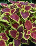 Premium Sun Crimson Gold Coleus with burgundy leaves edged in bright lime green