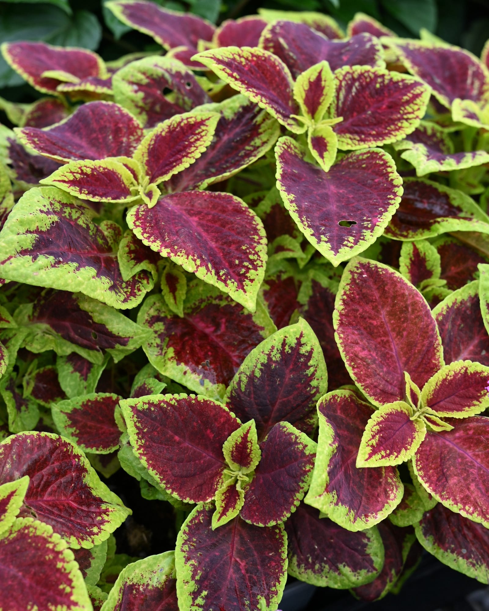 Premium Sun Crimson Gold Coleus burgundy foliage Premium Sun Crimson Gold Coleus with burgundy leaves edged in bright lime green