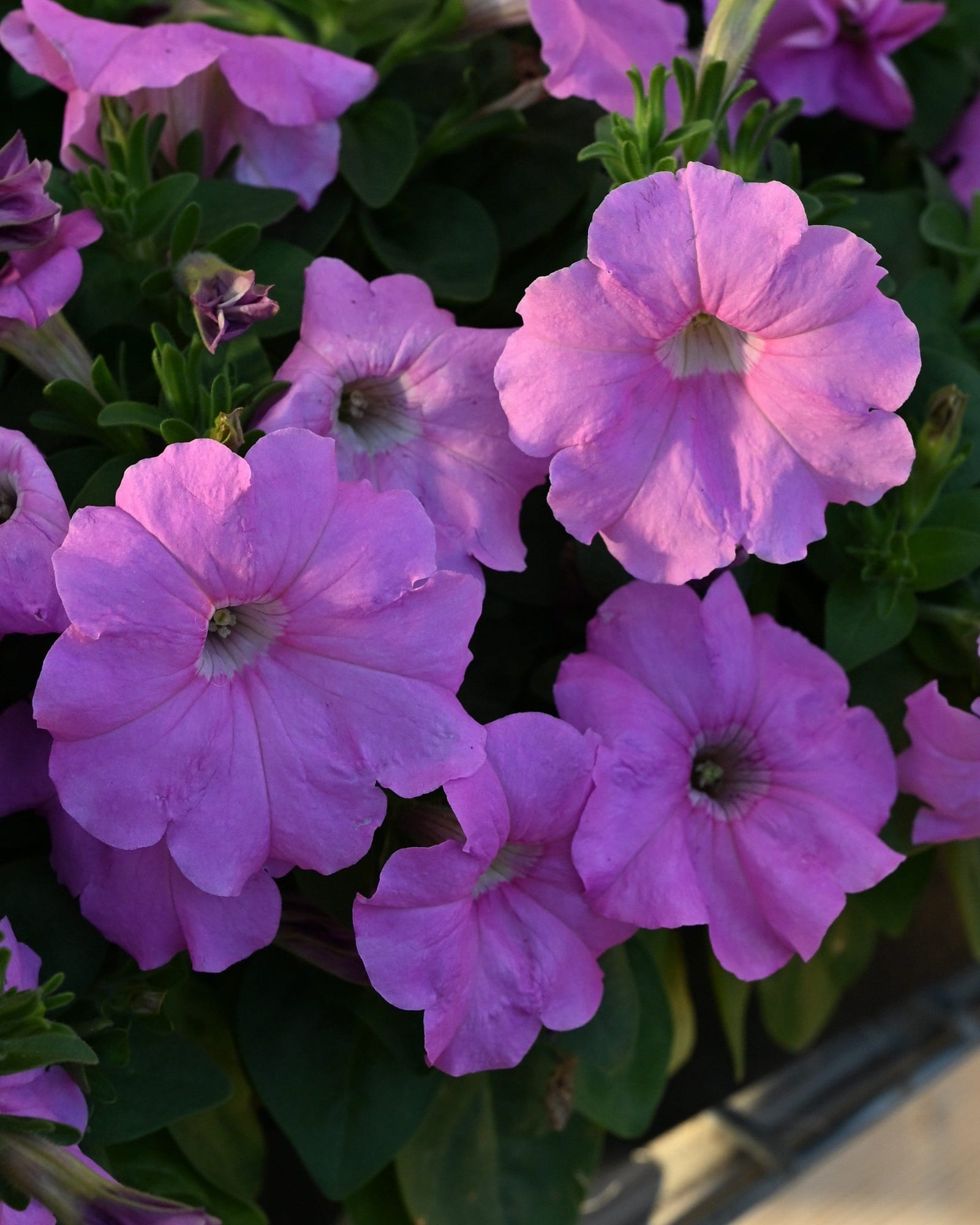 Pretty Flora Pink Pearl Petunia - view 3