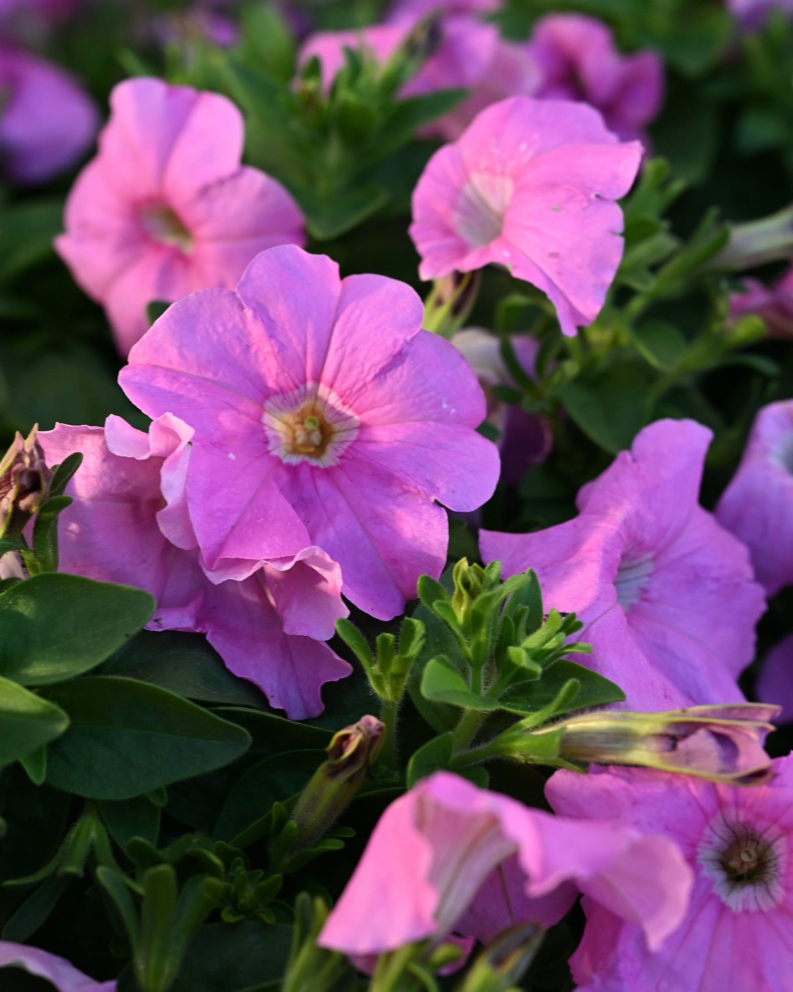 Pretty Flora Pink Pearl Petunia