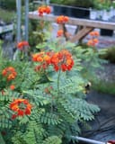 Pride of Barbados with orange-red flowers and feathery foliage in a nursery container