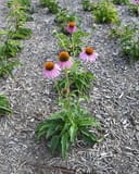 Purple Coneflower with pink petals and orange centers growing in a mulched nursery bed