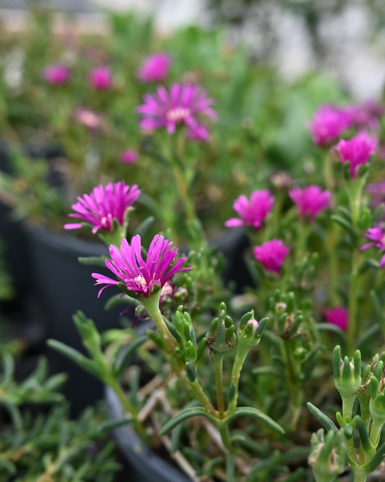 Purple Hardy Ice Plant