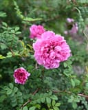 Purple Pavement Rose with full pink blooms and dense green foliage