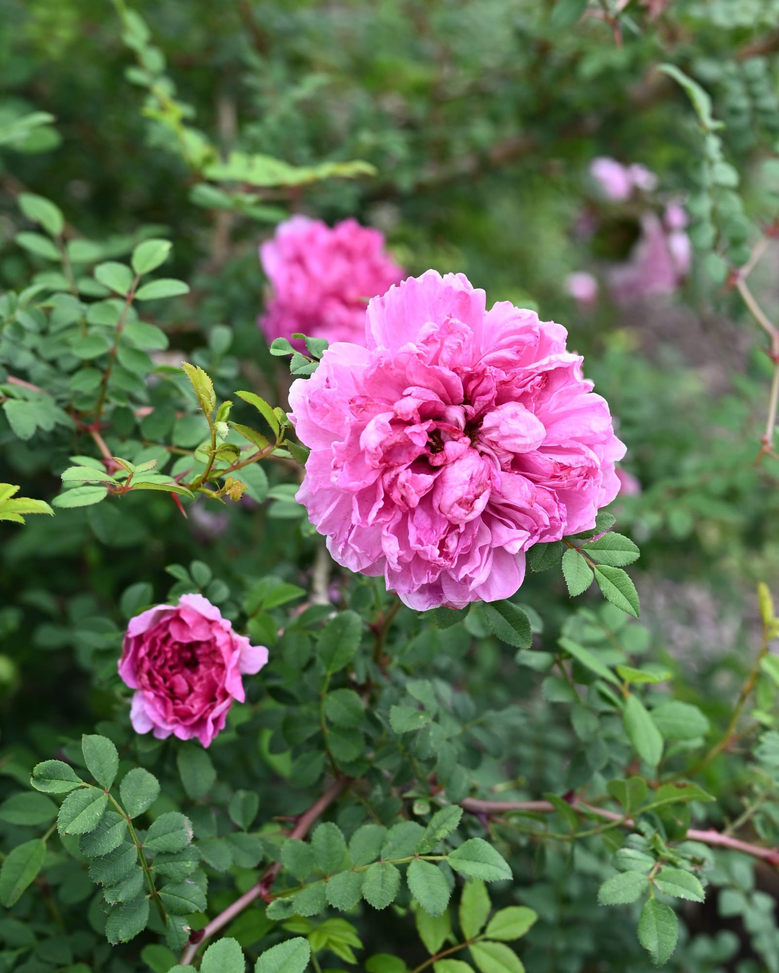 Purple Pavement Rose pink blooms Purple Pavement Rose with full pink blooms and dense green foliage