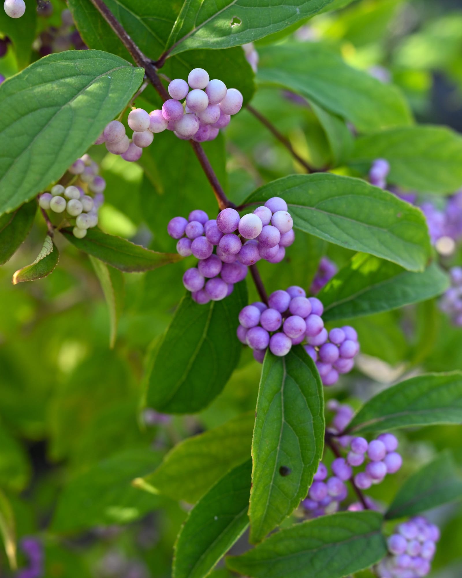 Purple Pride Beautyberry purple berry clusters Purple Pride Beautyberry with clusters of purple berries among green leaves