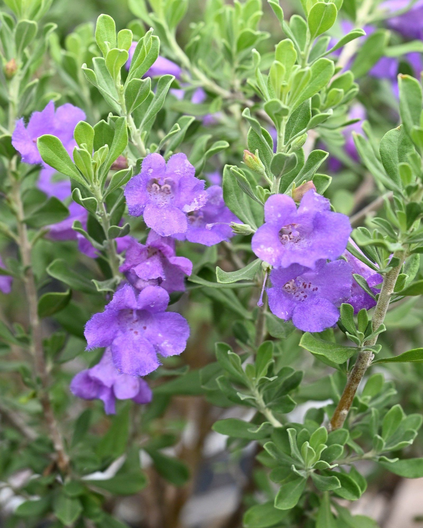 Purple Rain Texas Sage - view 4