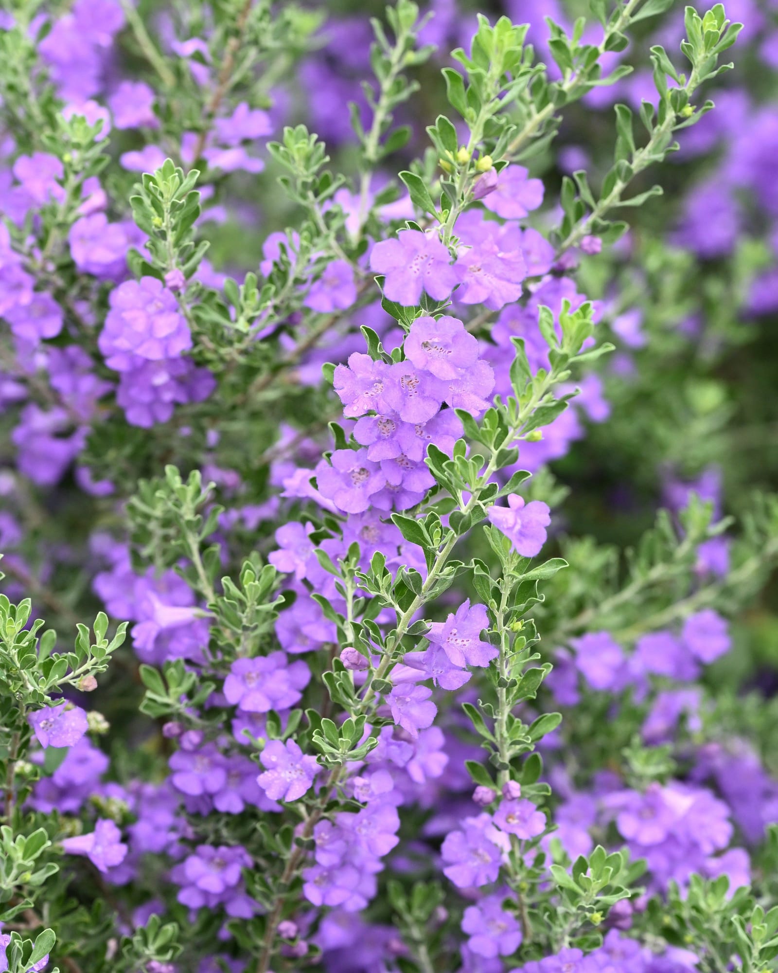 Purple Rain Texas Sage