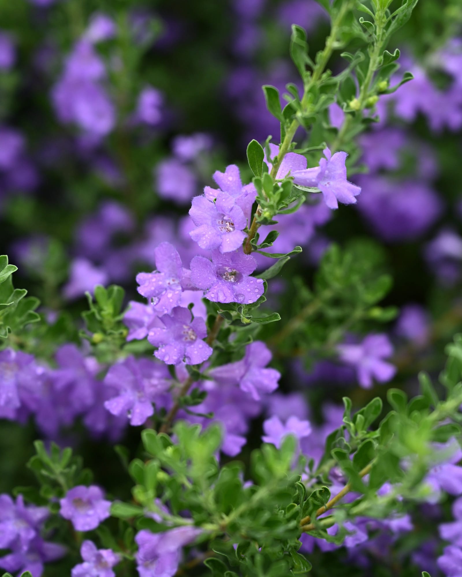 Purple Rain Texas Sage - view 5