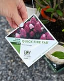 Quick Fire Fab Hydrangea plant tag held above a container with green leaves