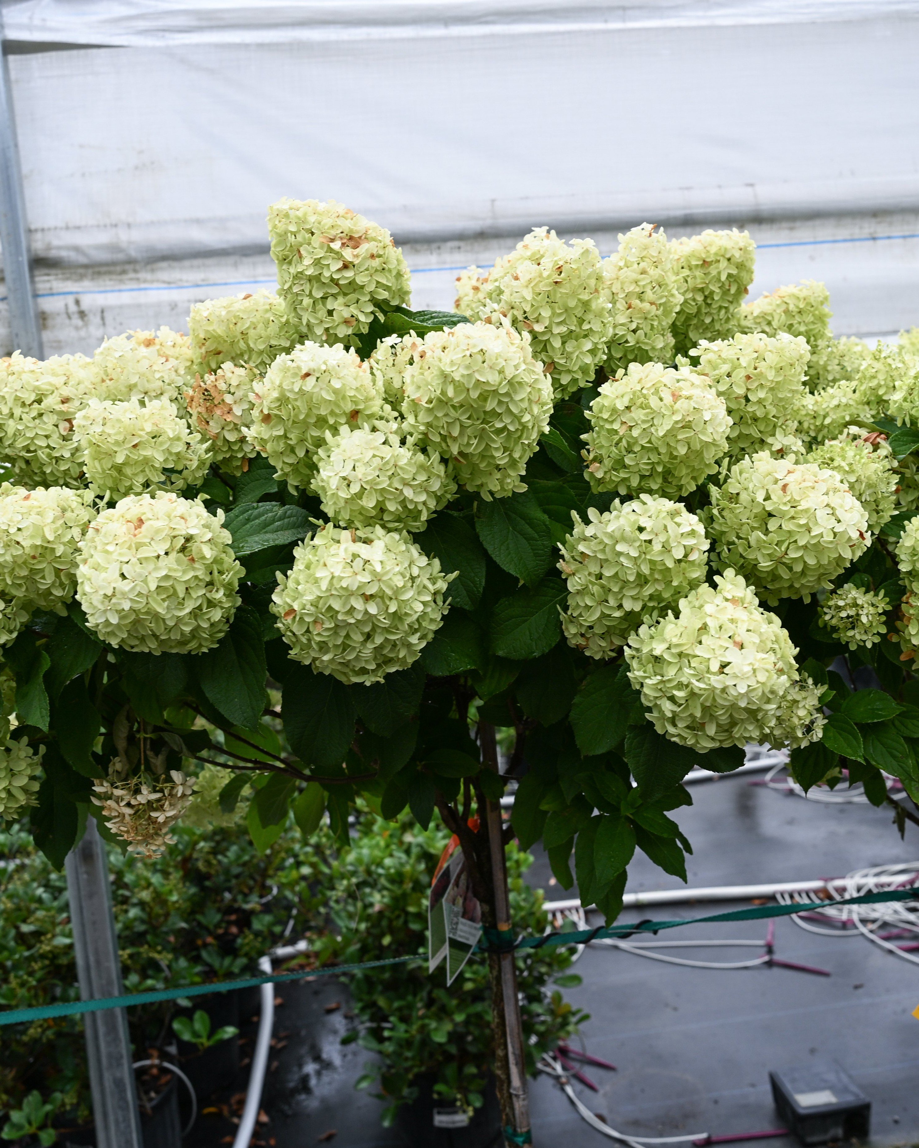 Quick Fire Fab Hydrangea Tree Form - view 2