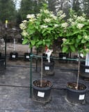Quick Fire Hydrangea Tree Form with white flower clusters in nursery containers