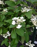 Quick Fire Hydrangea Tree Form with white blooms and broad green leaves in a container
