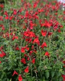 Radio Red Salvia Greggii with vivid red flowers and green foliage