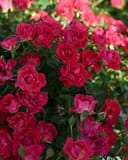 Red Drift Rose covered in clusters of deep red blooms and green foliage