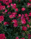 Red Drift Rose covered in clusters of bright pink blooms and dark green foliage