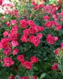 Red Drift Rose with clusters of bright pink flowers and dark green foliage