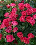 Red Drift Rose covered in clusters of vivid pink flowers and dark green foliage