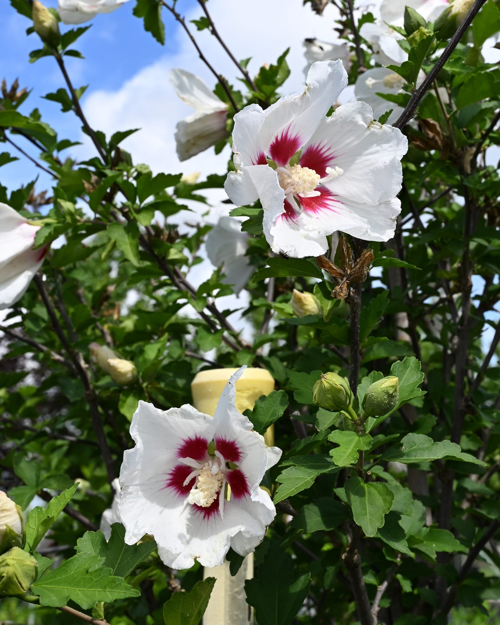 Red Heart Althea Tree Form