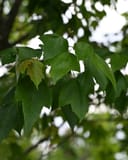 Red Sunset Maple with green lobed leaves and early autumn color