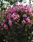 Rhapsody in Pink Crape Myrtle covered in abundant pink flower clusters
