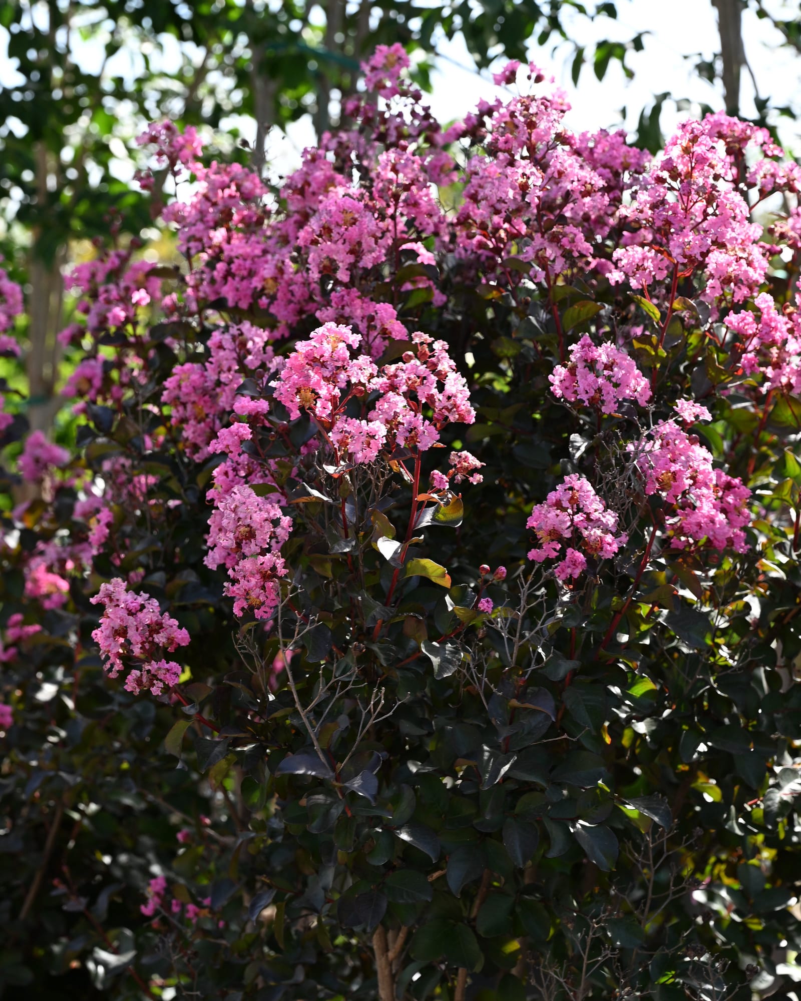 Rhapsody in Pink Crape Myrtle