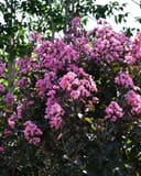 Rhapsody in Pink Crape Myrtle Single Trunk with abundant pink flower clusters and dark green foliage