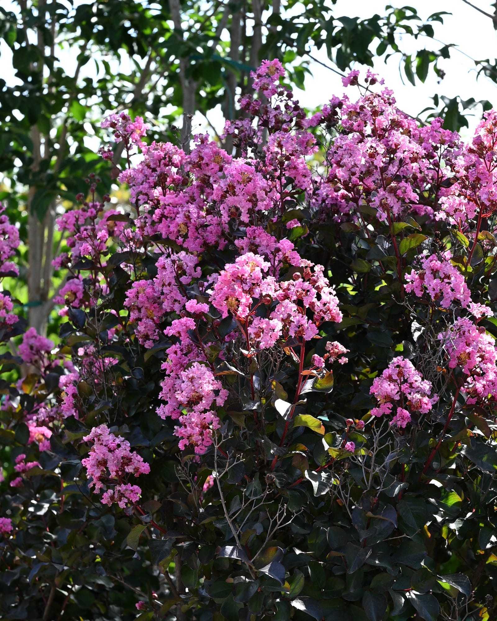 Rhapsody in Pink Crape Myrtle Single Trunk