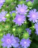 Riptide Stoke's Aster with lavender fringed flowers and green unopened buds