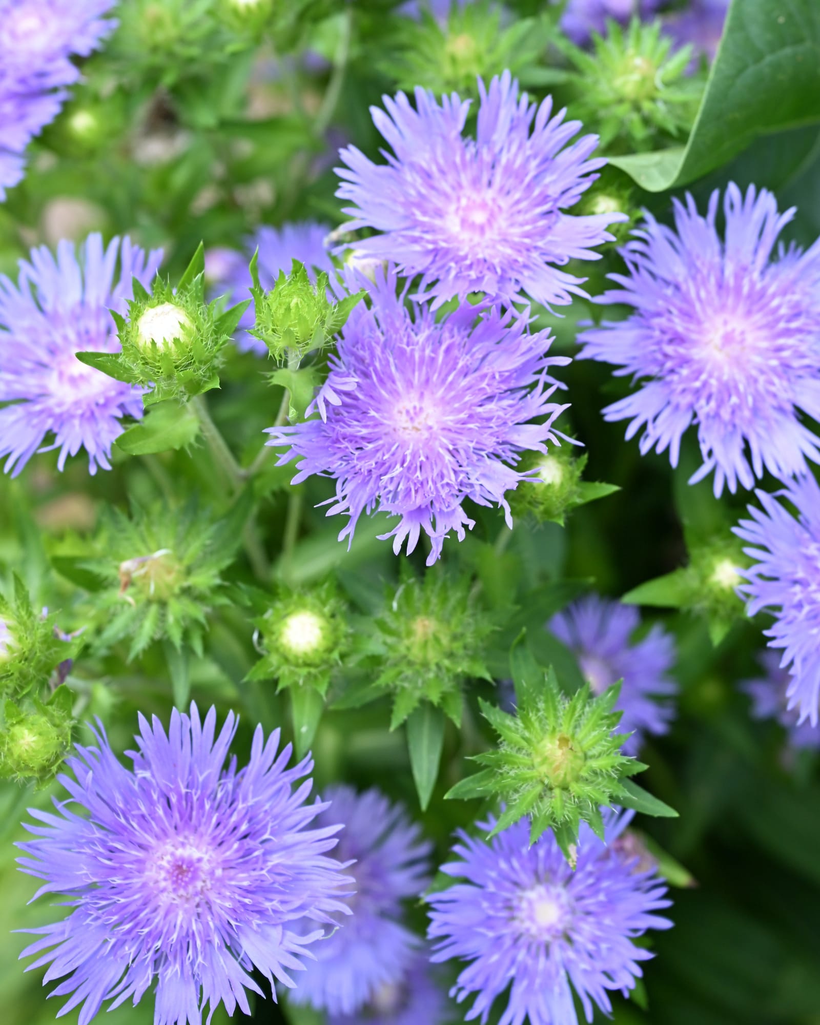 Riptide Stoke's Aster lavender flowers Riptide Stoke's Aster with lavender fringed flowers and green unopened buds