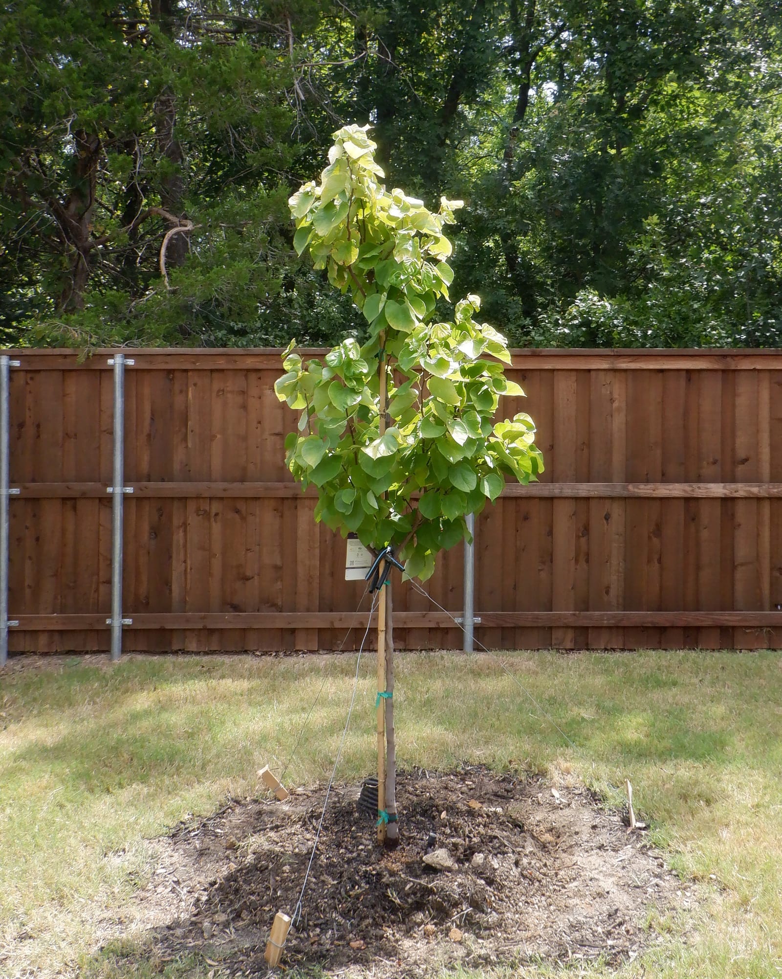 Rise 'N Shine Redbud - view 3