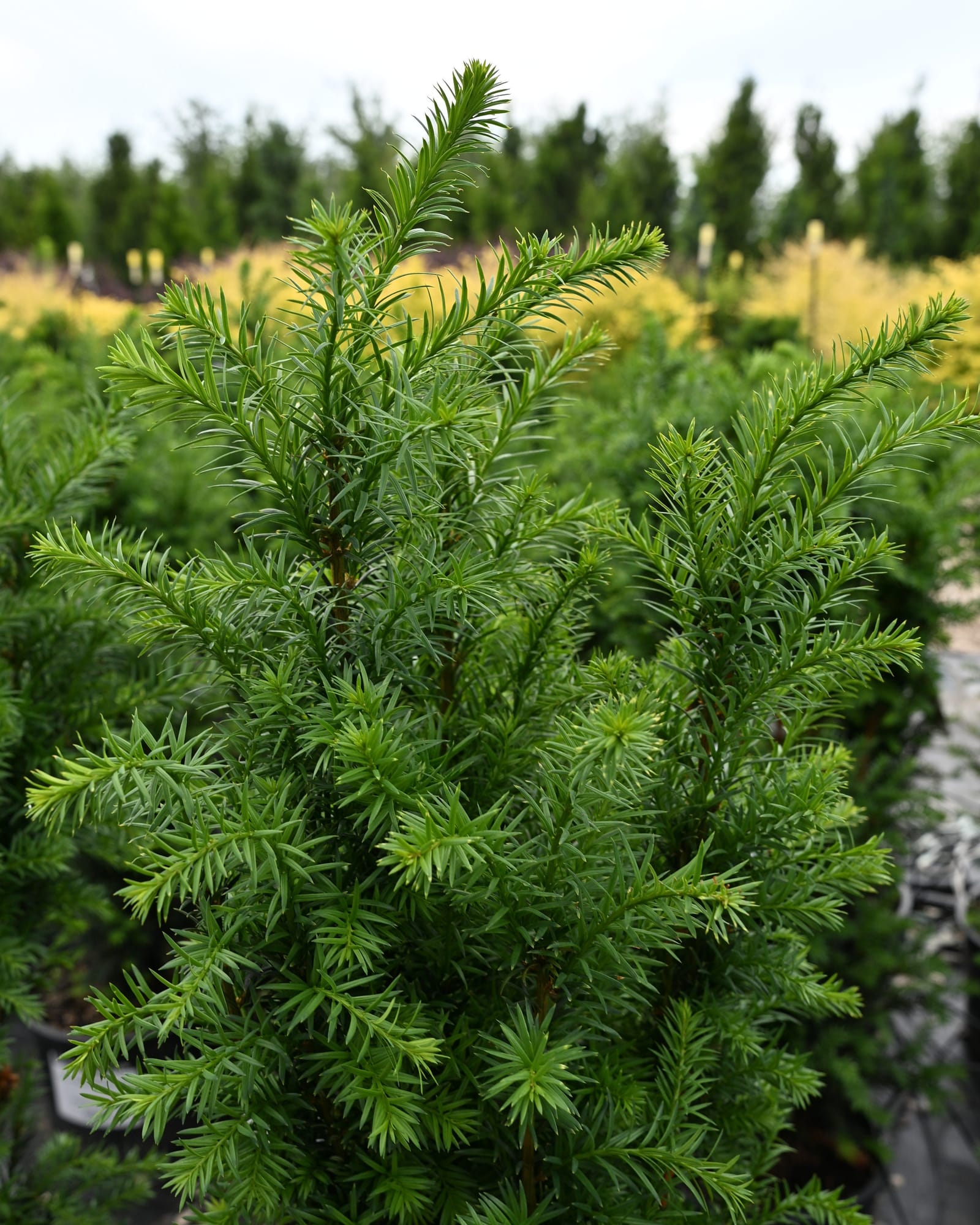 Rising Star Yew