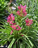 Rock Candy Ruby Penstemon with bright pink tubular flowers and narrow green leaves in a nursery container
