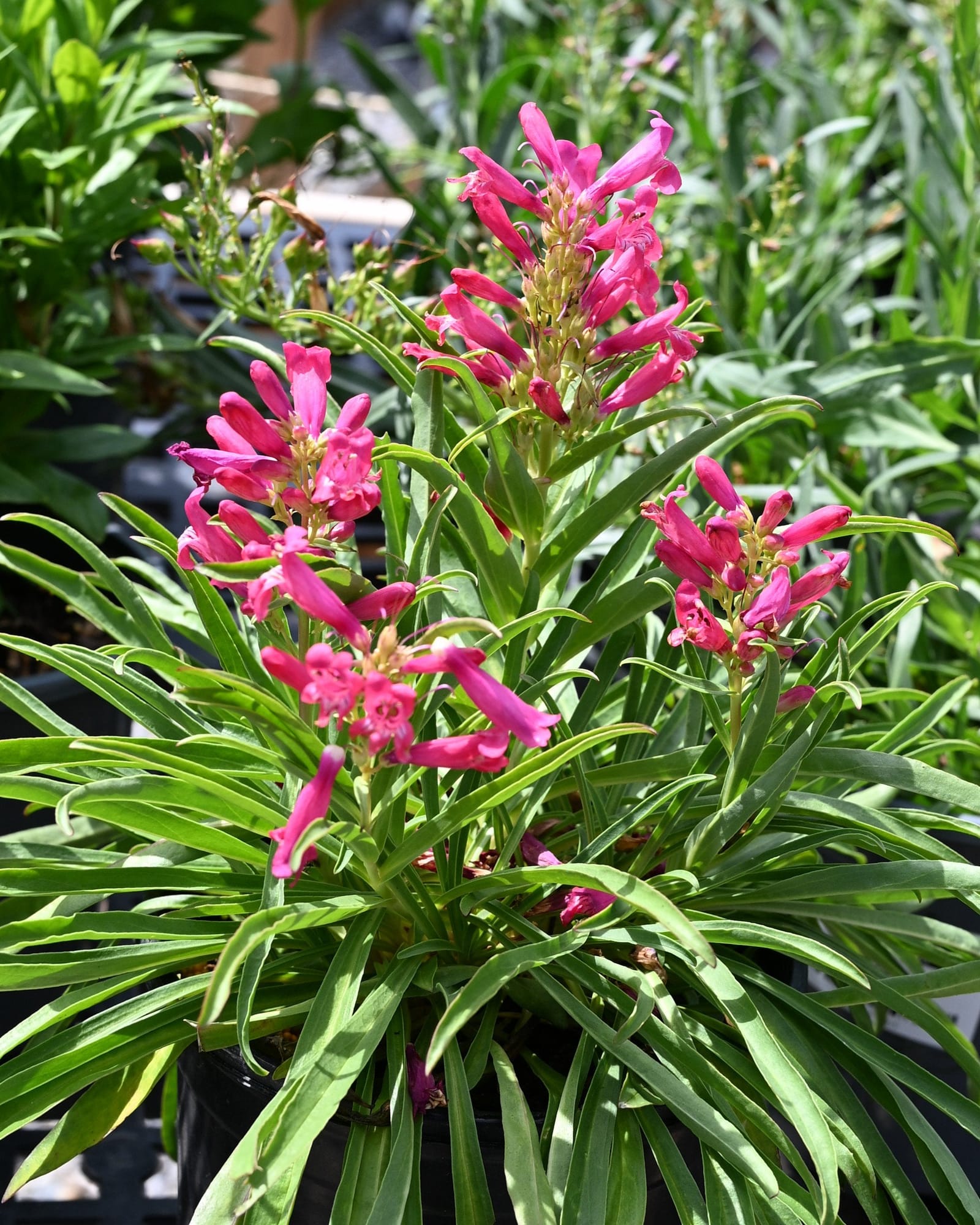 Rock Candy Ruby Penstemon pink flowers Rock Candy Ruby Penstemon with bright pink tubular flowers and narrow green leaves in a nursery container