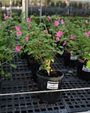 Rock Rose Pavonia with pink flowers growing in a nursery container