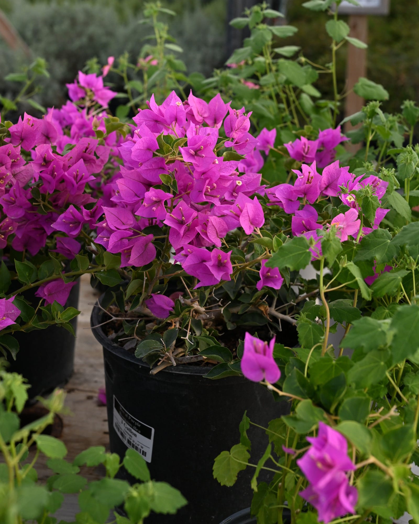 Royal Purple Bougainvillea - view 3