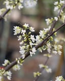 Royal White Redbud branches covered in clusters of white spring flowers