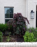 Ruby Falls Weeping Redbud with burgundy foliage planted beside a white brick home
