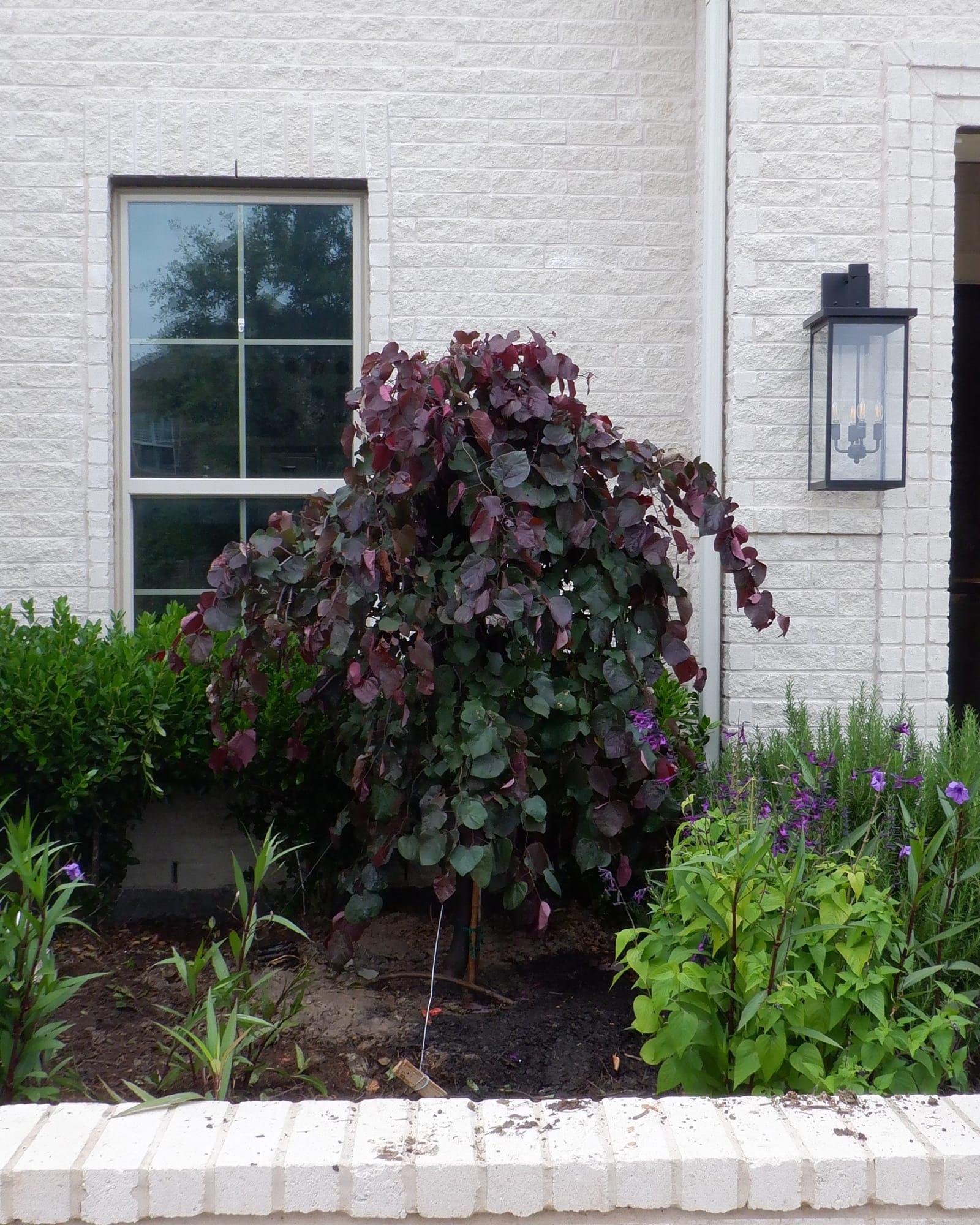 Ruby Falls Weeping Redbud - view 3