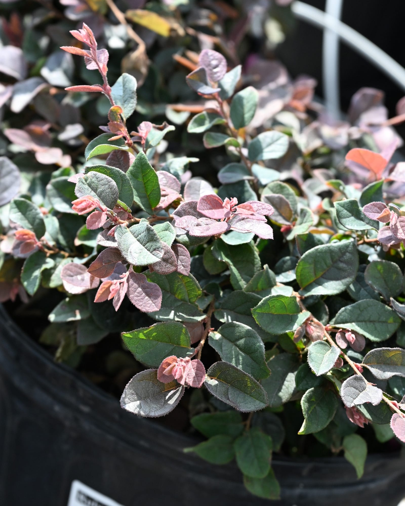 Ruby Loropetalum